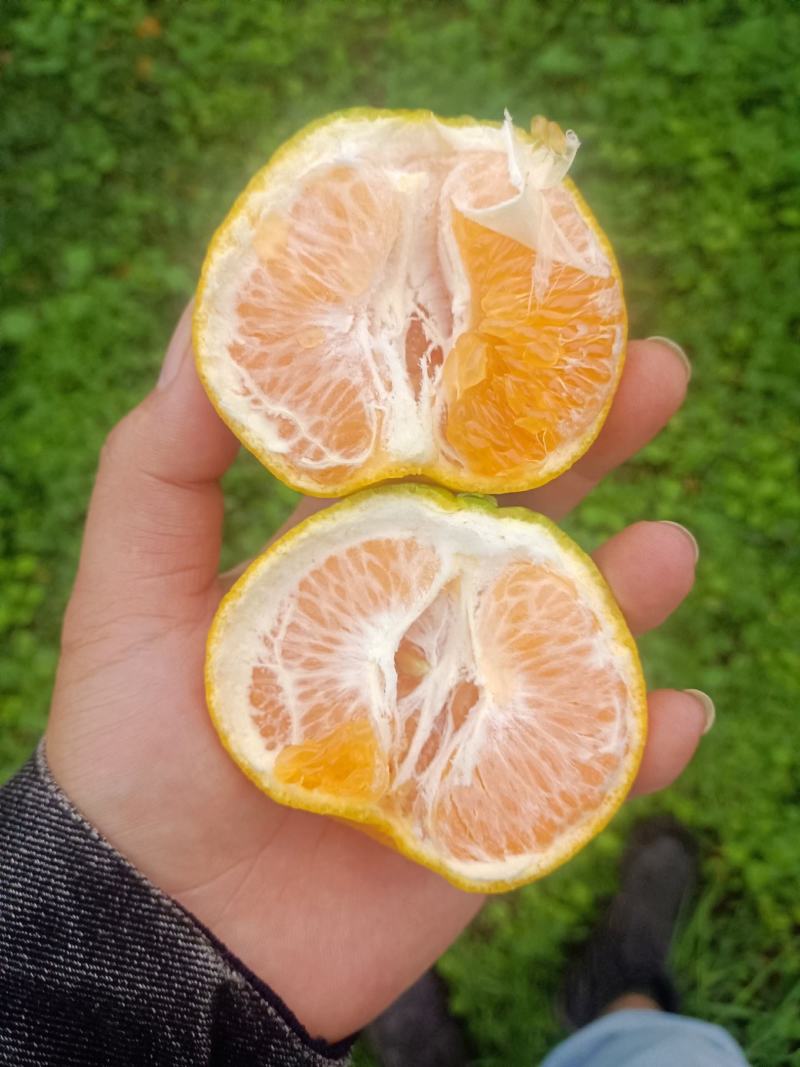 甜甜甜的耙耙柑，对得上版的老板，直接平台电话联系
