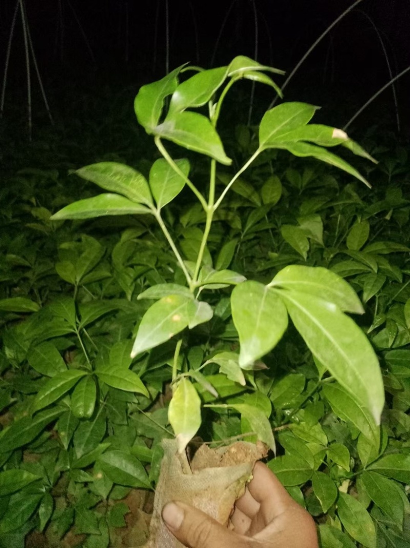 三叉苦苗可以种植