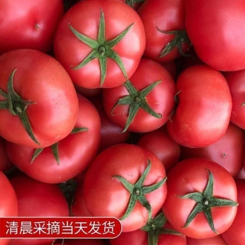 大红西红柿番茄云南产地直供大量上市品质好价格低欢迎