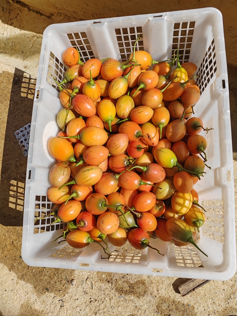 树番茄