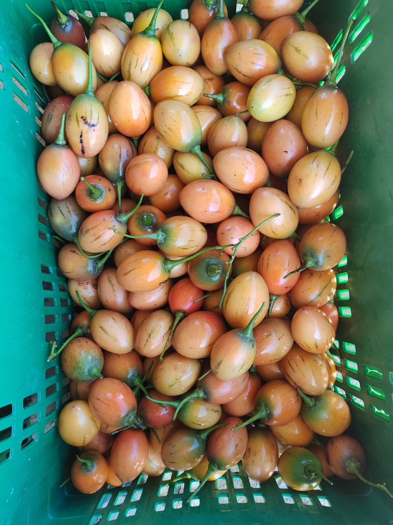 树番茄