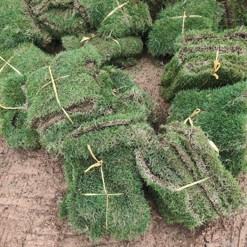 马尼拉草坪
