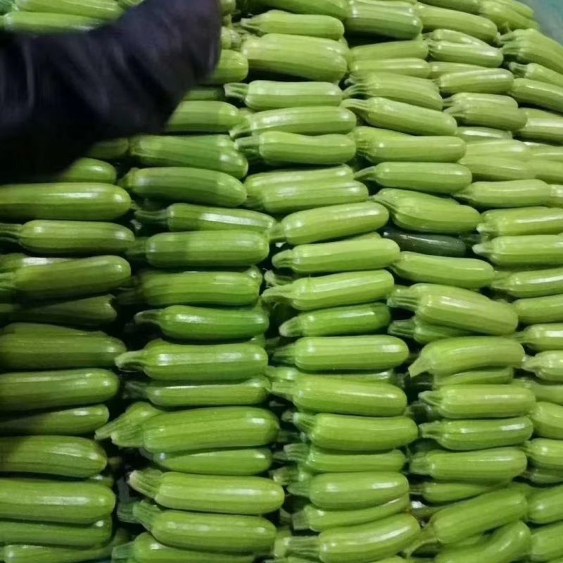 精品西葫芦产地直供大量上市品质好价格低欢迎来电