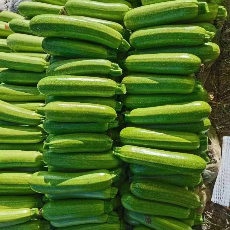 精品西葫芦产地直供大量上市品质好价格低欢迎来电