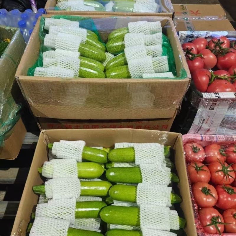 精品西葫芦产地直供大量上市品质好价格低欢迎来电