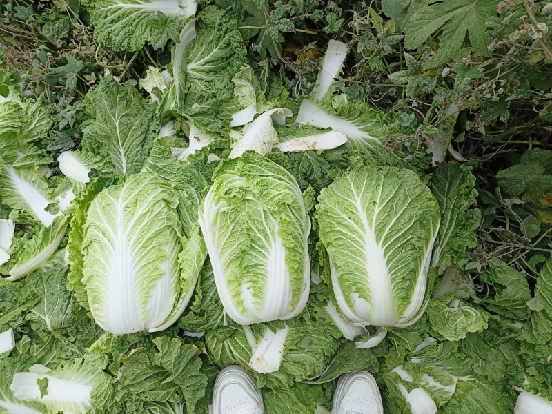 主打品质