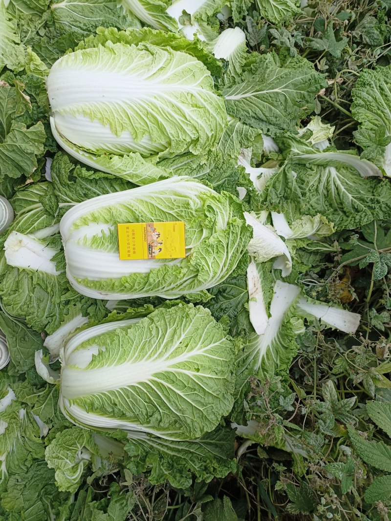 主打品质