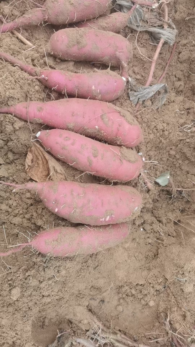 红薯贵族红瑶