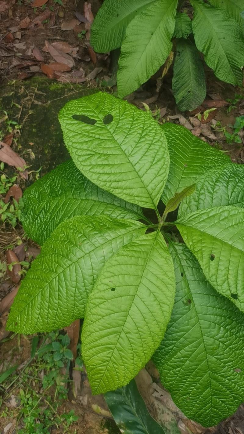 走马胎走马胎苗大叶紫金牛血枫山鼠山猪药走马胎叶新鲜走马胎