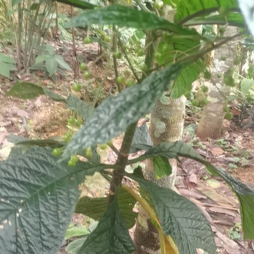 走马胎走马胎苗大叶紫金牛血枫山鼠山猪药走马胎叶新鲜走马胎