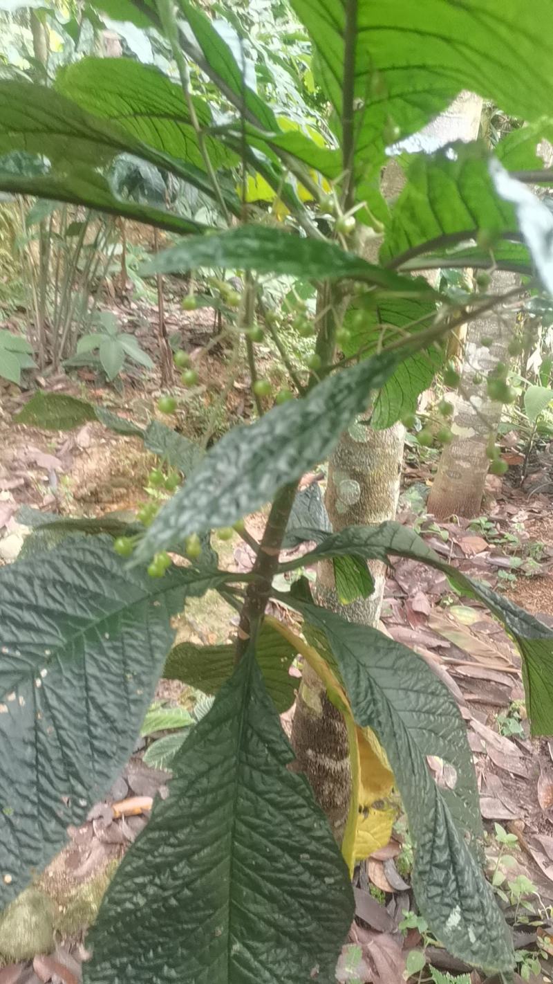 走马胎走马胎苗大叶紫金牛血枫山鼠山猪药走马胎叶新鲜走马胎