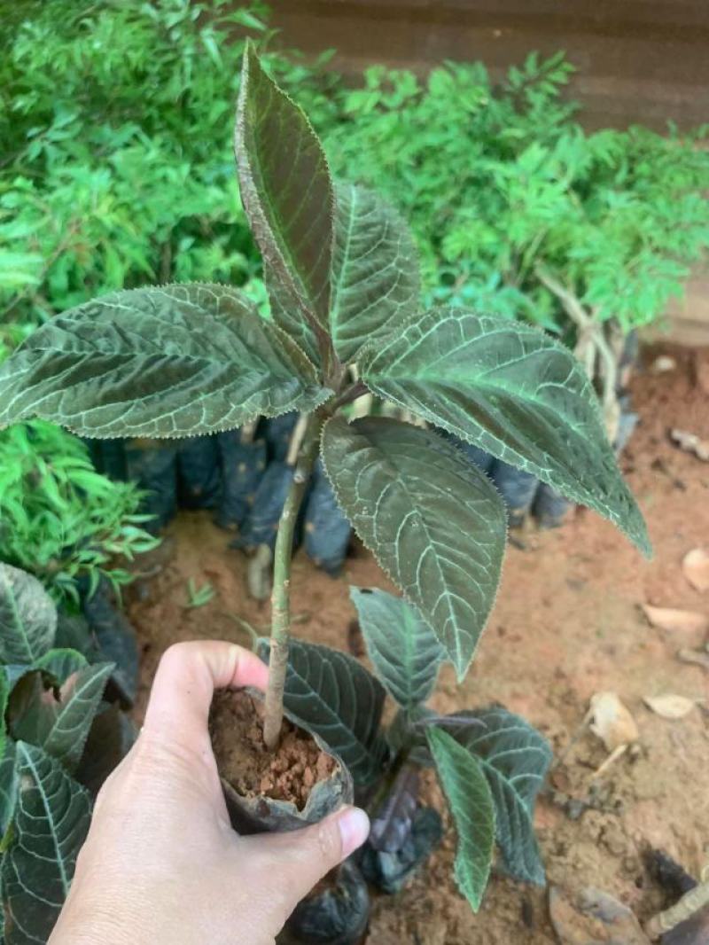 走马胎走马胎苗大叶紫金牛血枫山鼠山猪药走马胎叶新鲜走马胎