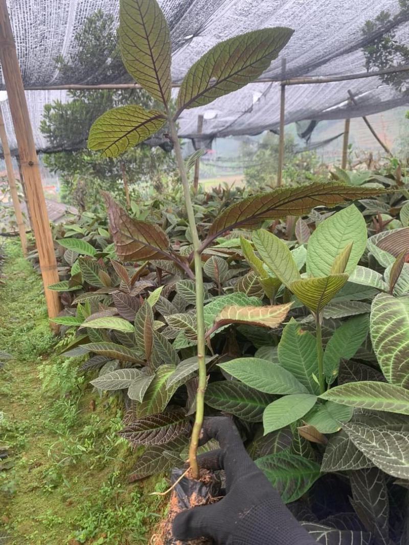 走马胎走马胎苗大叶紫金牛血枫山鼠山猪药走马胎叶新鲜走马胎