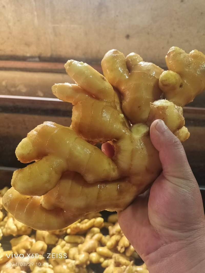 精品小黄姜大量供货，可对接各大电商批发市场等，诚信经营