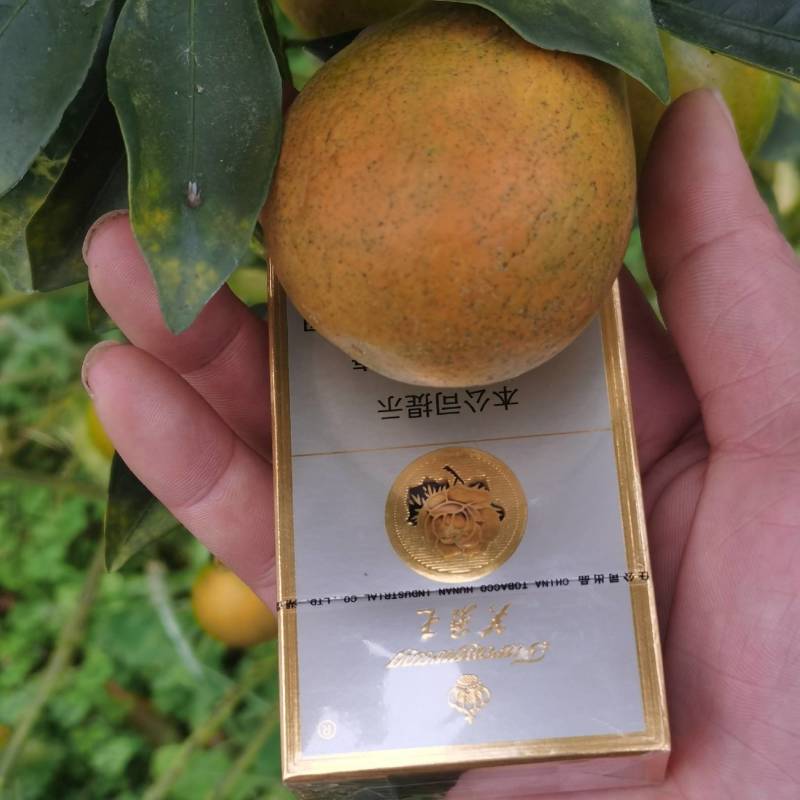 【精品果】融安金桔脆蜜金柑，大量供应，价格实惠，现摘现发