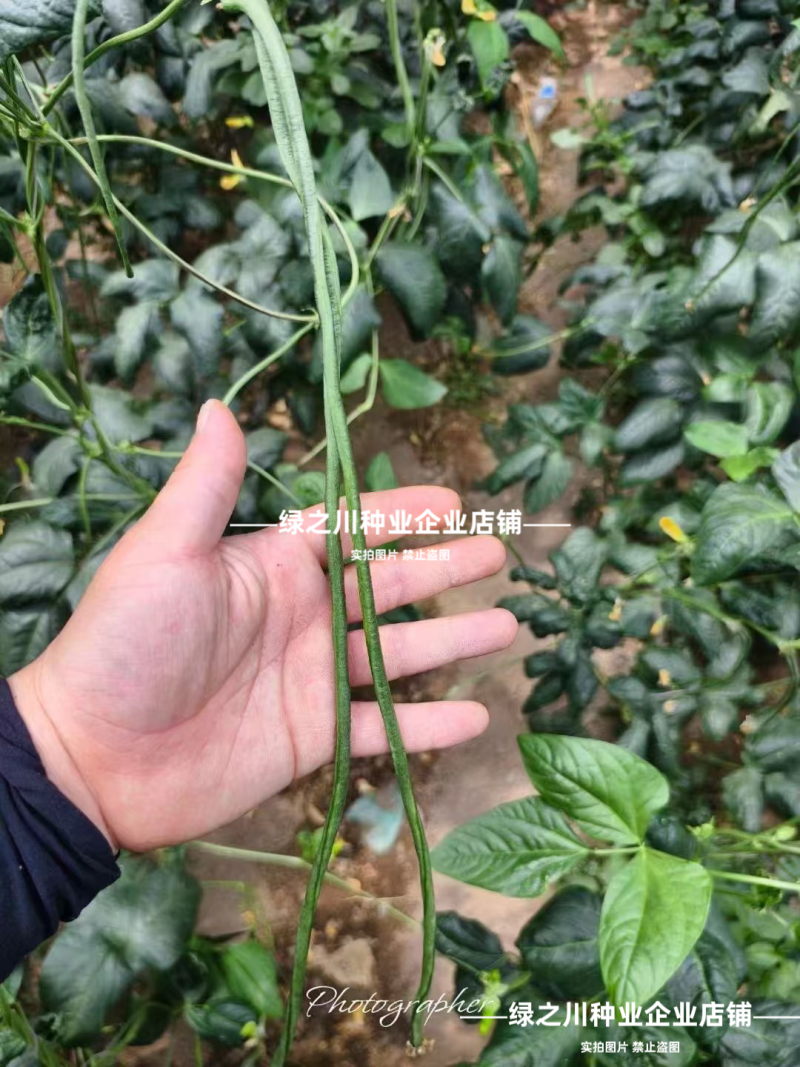 绿贵人黑眉豆角种子长豇豆种子早熟肉厚无鼠尾绿色长豆角种籽