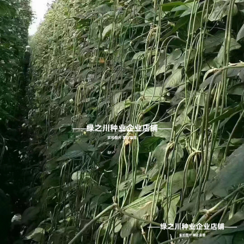 绿贵人黑眉豆角种子长豇豆种子早熟肉厚无鼠尾绿色长豆角种籽