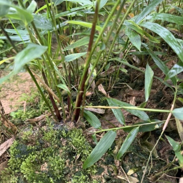 方竹