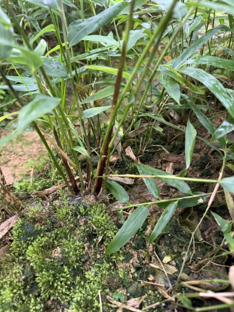 方竹