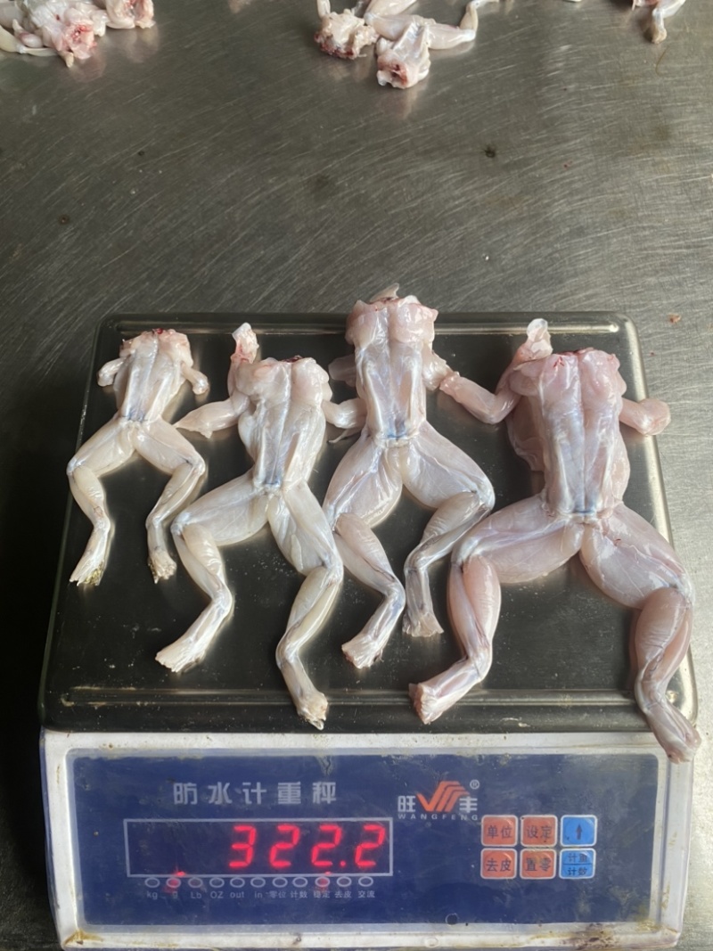 冰鲜牛蛙真空包装牛蛙烧烤香锅牛蛙牛蛙冻品