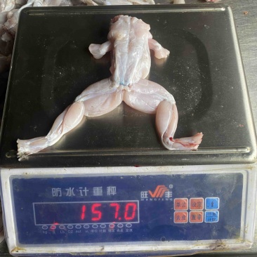 冰鲜牛蛙真空包装牛蛙烧烤香锅牛蛙牛蛙冻品