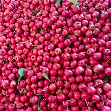 甜红子山楂大量现货价格美丽