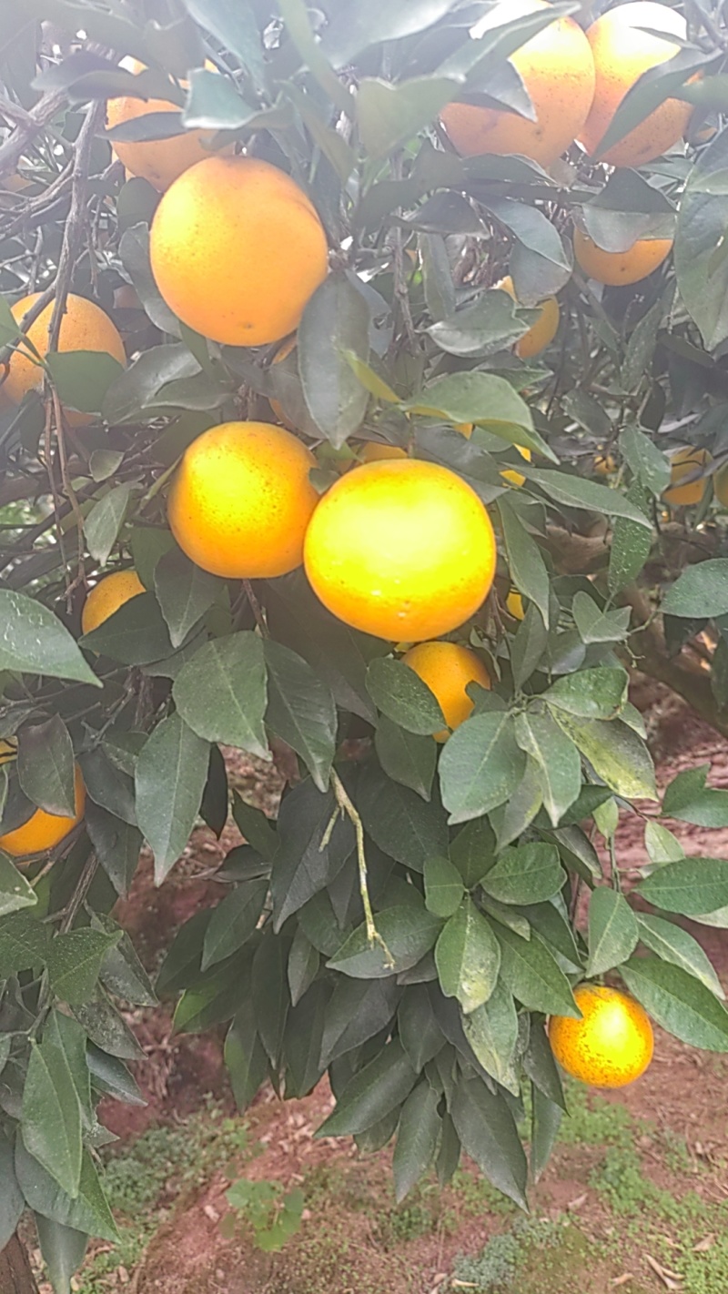 湖南麻阳冰糖橙产地直销，规格齐全，量大价格从优，对接全国