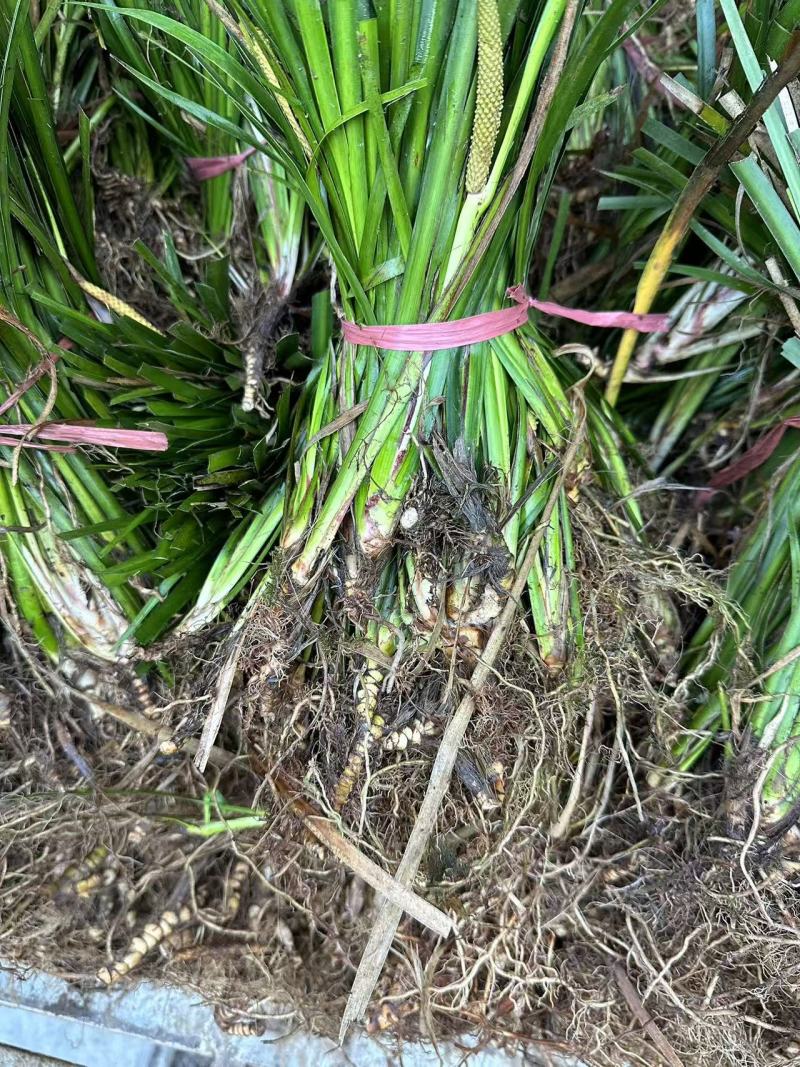 石菖蒲大量供应量大从优，对全国供应货源充足支持视频看