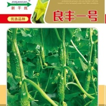 水果黄瓜种子良丰一号全雌耐低温长势强茎粗节密高产