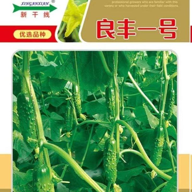 水果黄瓜种子良丰一号全雌耐低温长势强茎粗节密高产