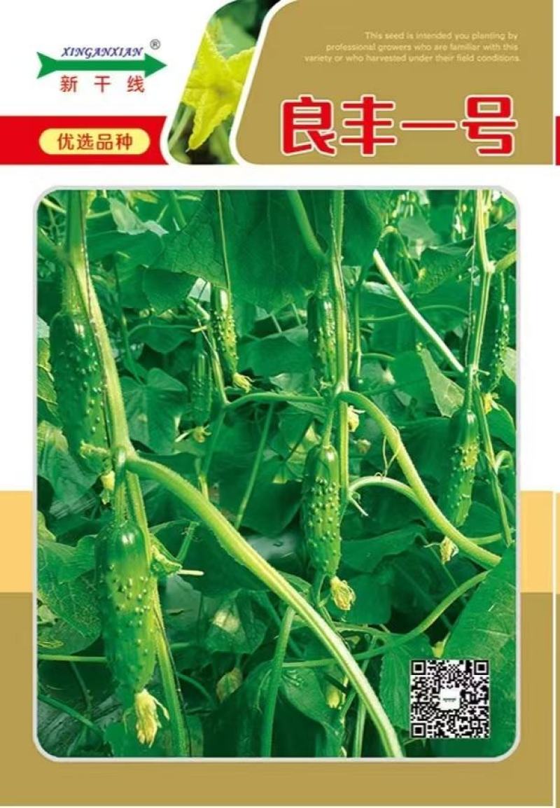 水果黄瓜种子良丰一号全雌耐低温长势强茎粗节密高产