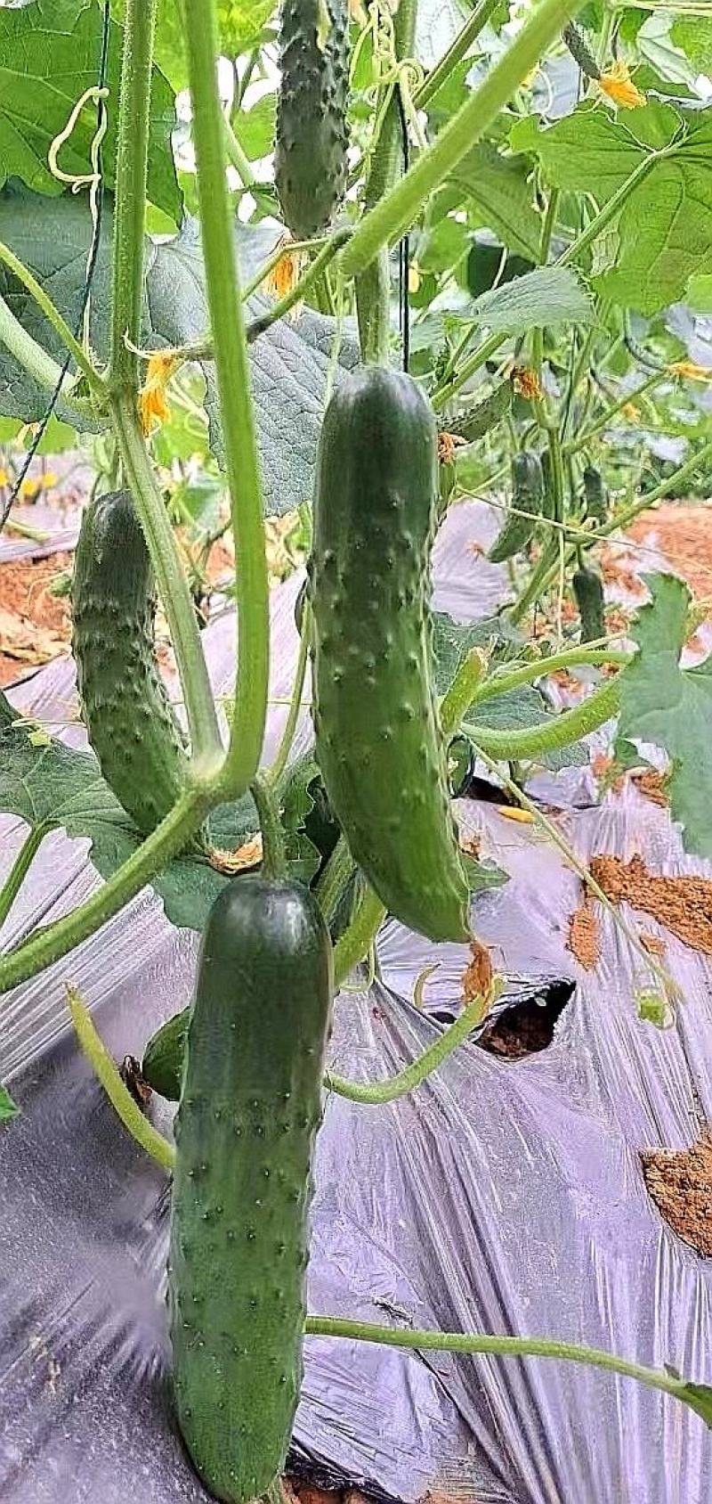 水果黄瓜种子良丰一号全雌耐低温长势强茎粗节密高产