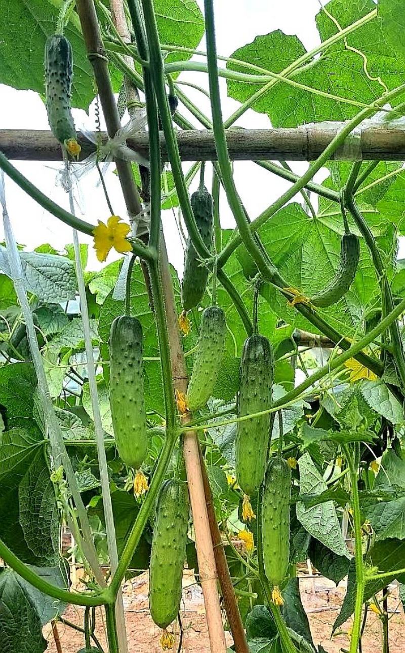 水果黄瓜种子良丰一号全雌耐低温长势强茎粗节密高产