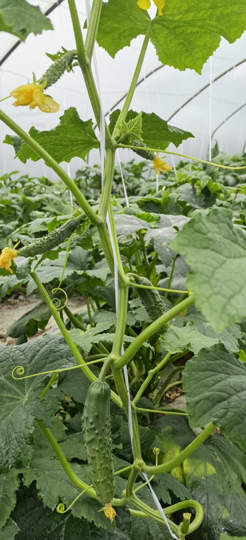 水果黄瓜种子良丰一号全雌耐低温长势强茎粗节密高产