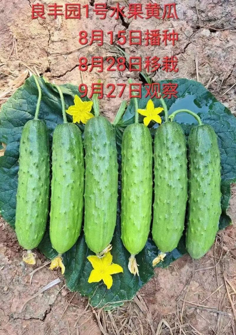水果黄瓜种子良丰一号全雌耐低温长势强茎粗节密高产