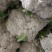 大量上市白面青梗松花菜二三斤左右散花乳白可打冷