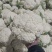 大量上市白面青梗松花菜二三斤左右散花乳白可打冷