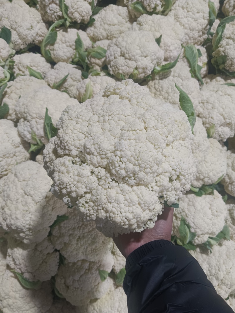 大量上市白面青梗松花菜二三斤左右散花乳白可打冷