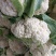 大量上市白面青梗松花菜二三斤左右散花乳白可打冷
