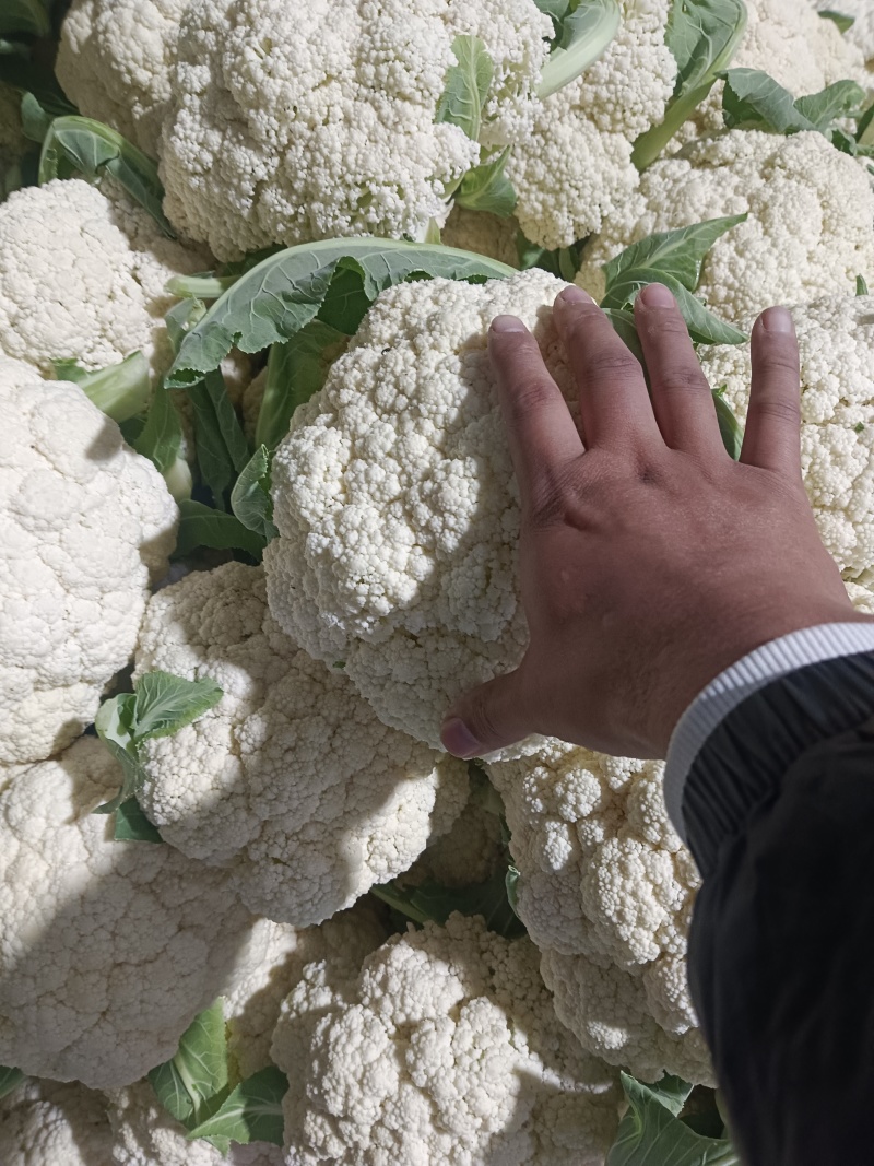 大量上市白面青梗松花菜二三斤左右散花乳白可打冷