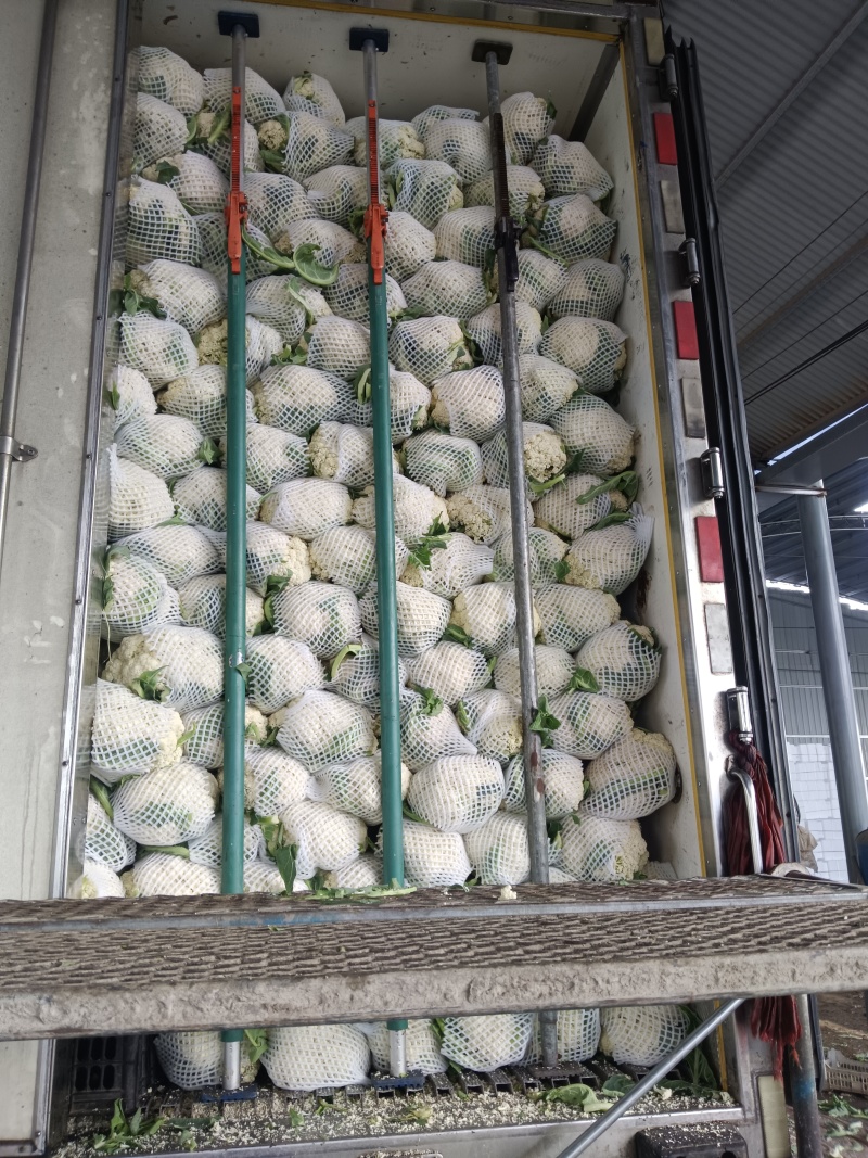 大量上市白面青梗松花菜二三斤左右散花乳白可打冷