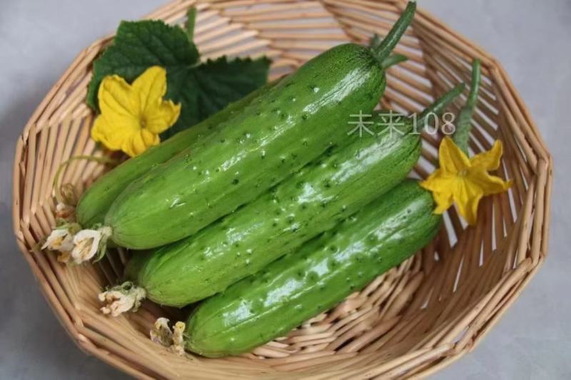 水果黄瓜种子未来之星全雌耐热型瓜条顺直翠绿品质