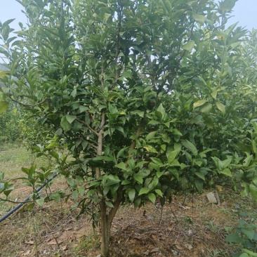 柚子树，沃柑树，棚柑树蓝霉树，多种规格