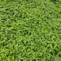 三叶青滕新鲜苗量大有货