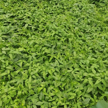 三叶青滕新鲜苗量大有货