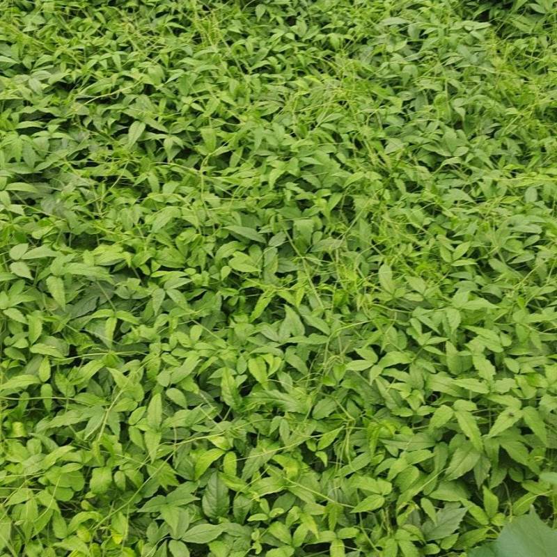三叶青滕新鲜苗量大有货