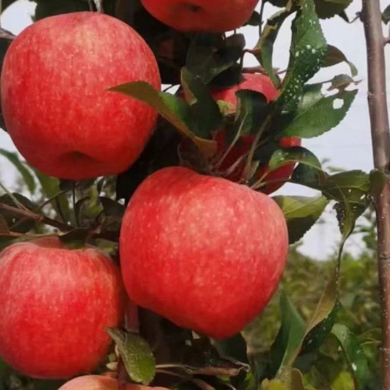 正宗新西兰爱妃苹果今年种明年果亩套一万个种植技术分享