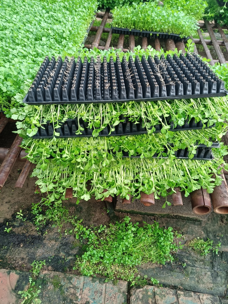 288穴一级精品芹菜苗正宗法国皇后