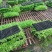 288穴一级精品芹菜苗正宗法国皇后