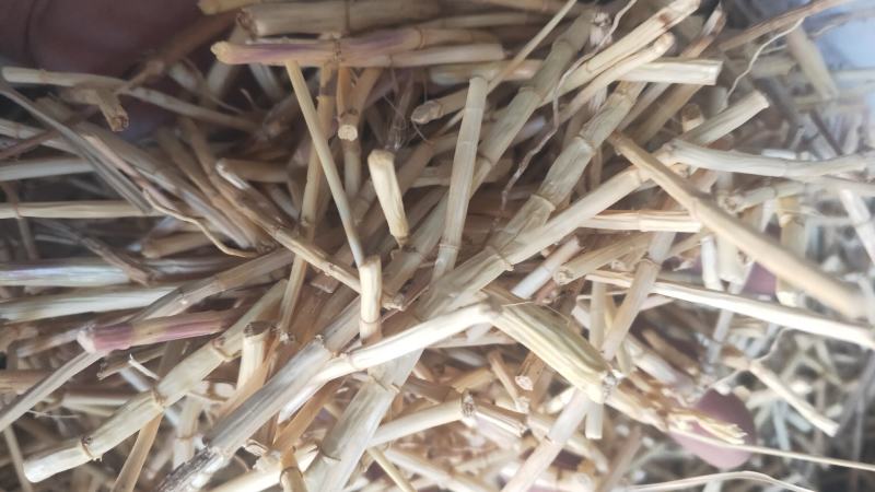 8公分白茅根